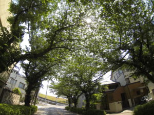 道路を覆う深緑の街路樹