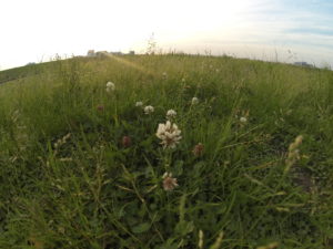 夕方の芝生の上の雑草