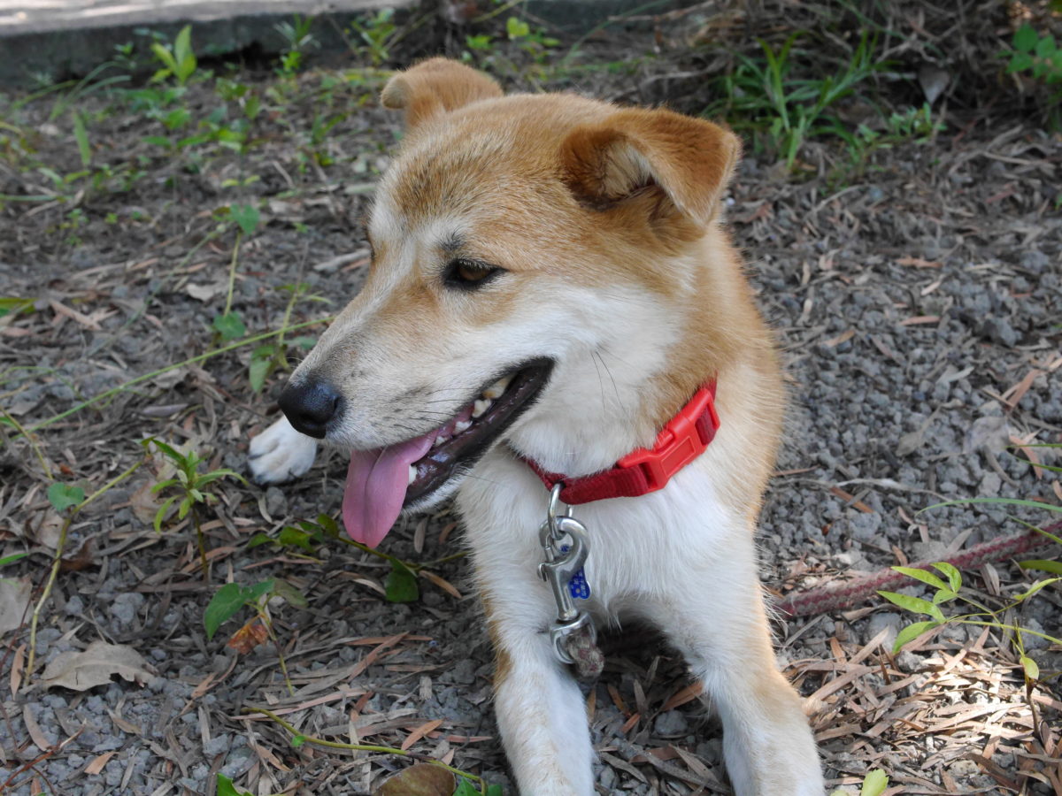 砂利の上で伏せて遠くを見る犬 | 写真・画像のフリー素材を無料ダウンロードするなら「エルーパフォトス」