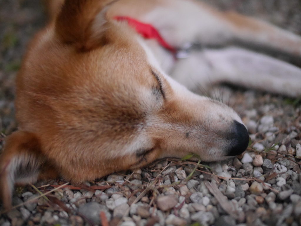 砂利の上で疲れて眠る犬