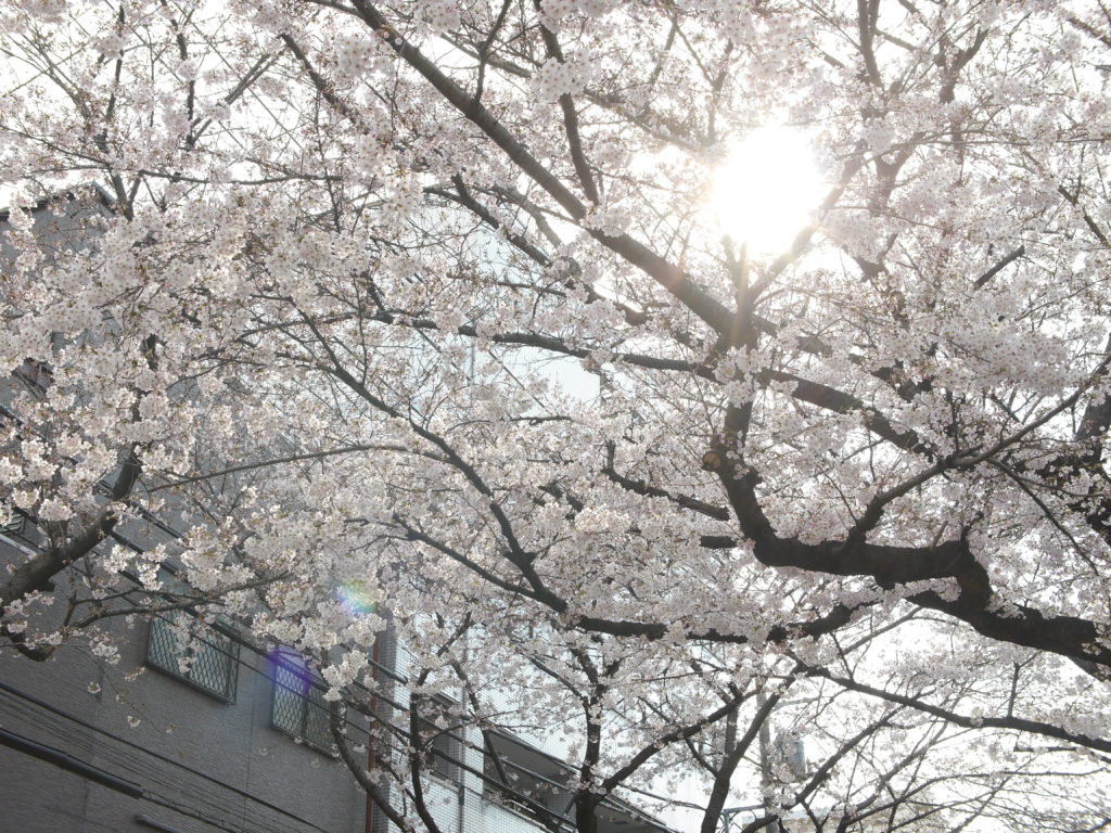 木漏れ日が美しい桜