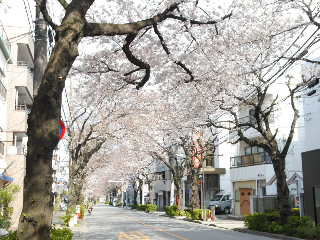 桜のアーチが綺麗な道路