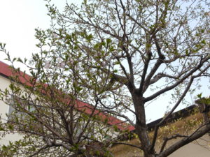 咲き始めの桜と青空