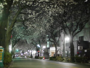 道路を覆うアーチのような夜桜