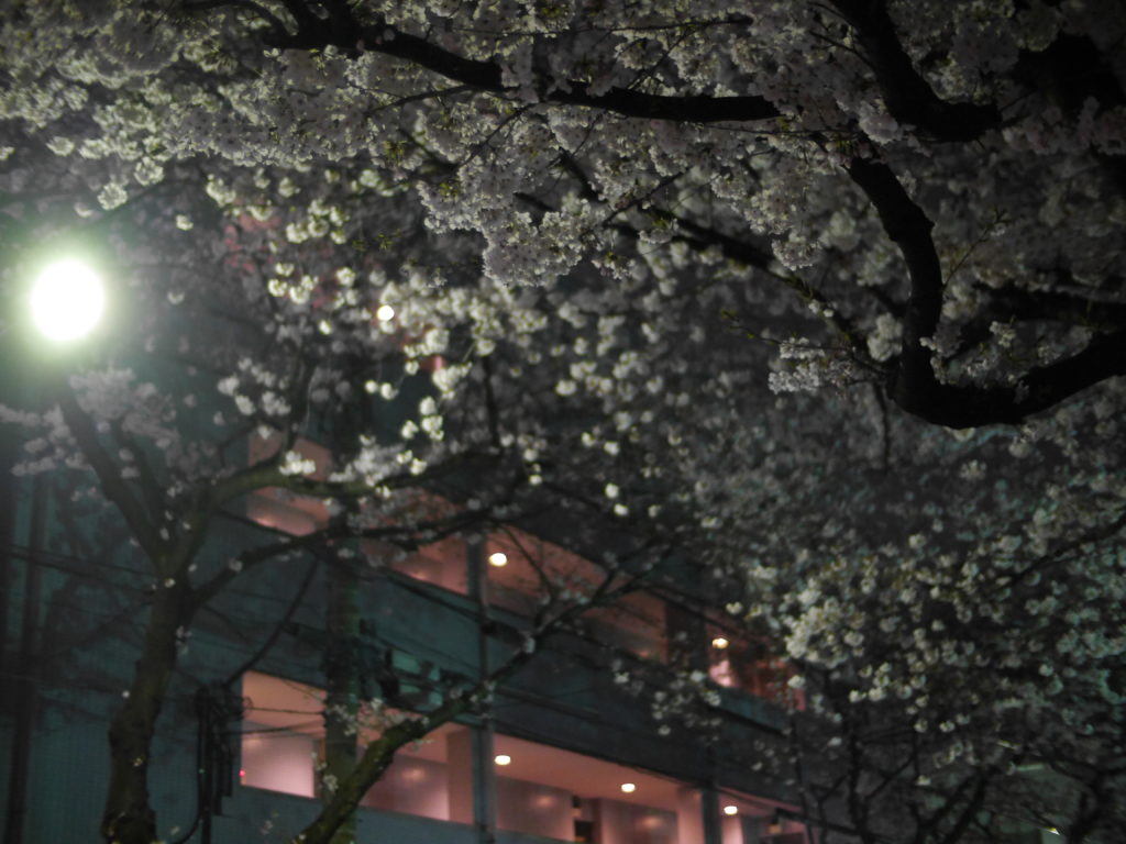 夜に映える桜