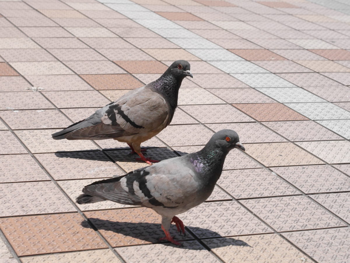 鳩の種類画像: 鳩 種類 世界 – GZIBT
