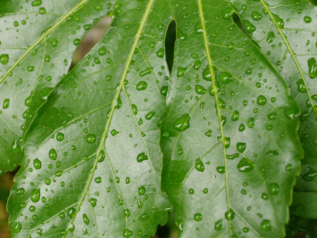 雨に濡れた緑の葉