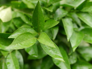 雨に濡れる小さな緑の葉
