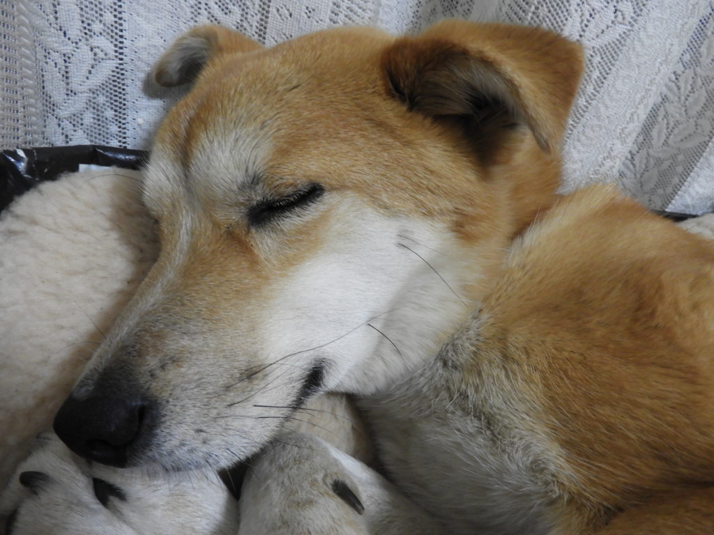 寝ている犬 写真 画像のフリー素材を無料ダウンロードするなら エルーパフォトス