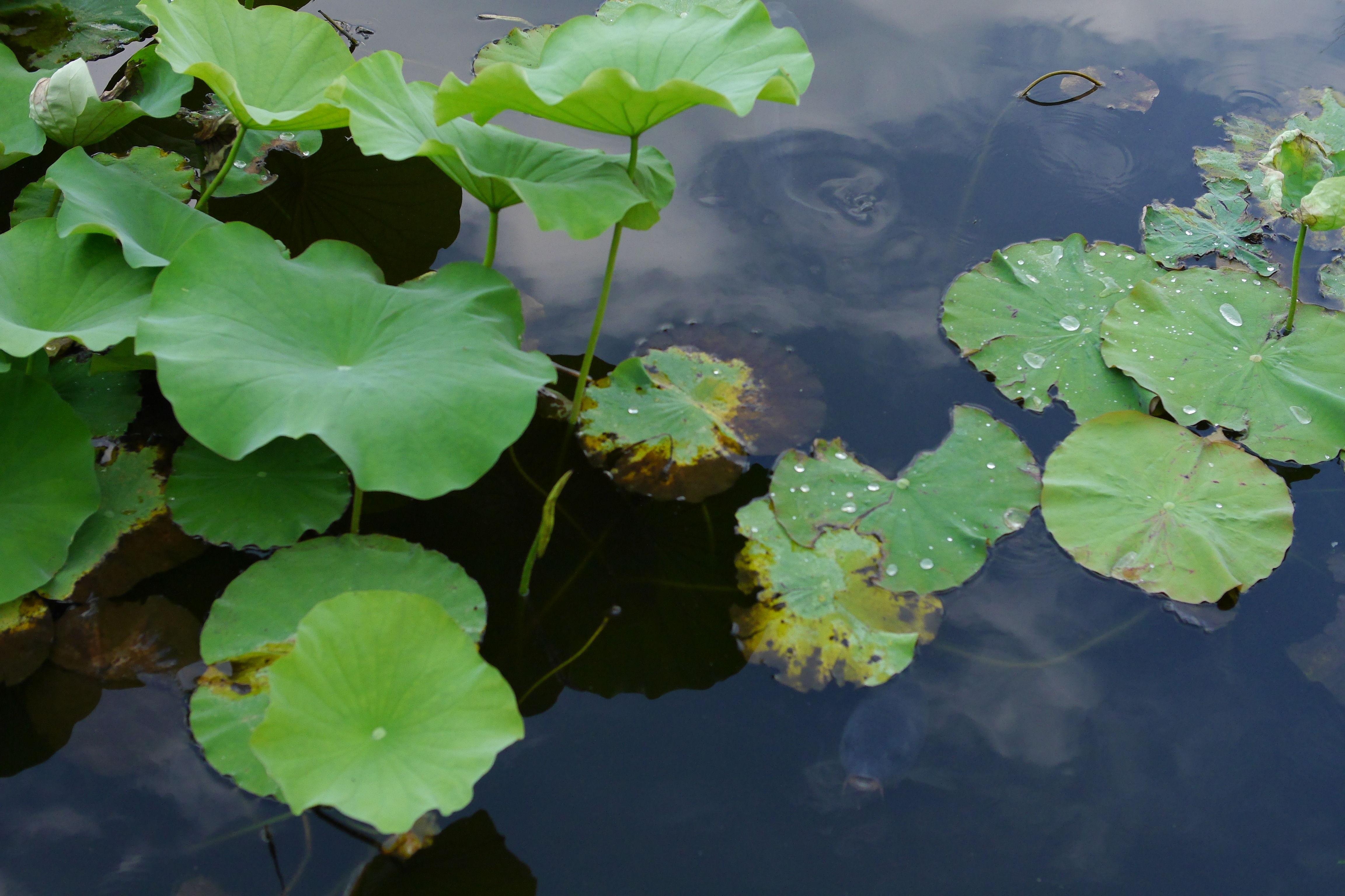 水面の蓮の葉の上の水滴 写真 画像のフリー素材を無料ダウンロードするなら エルーパフォトス