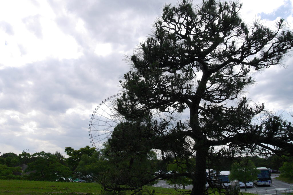 松の木と観覧車