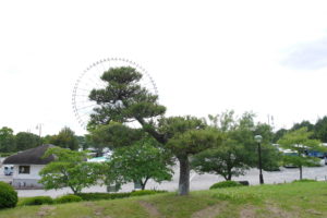 幅広の松の木と観覧車