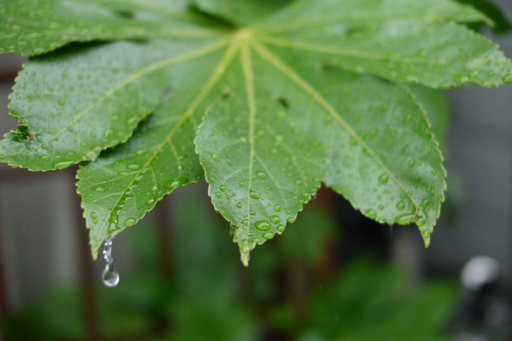 緑の葉から落ちる雨粒