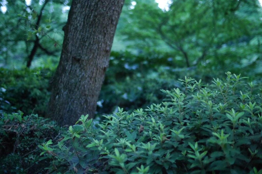 怪しい雰囲気の森 写真 画像のフリー素材を無料ダウンロードするなら エルーパフォトス