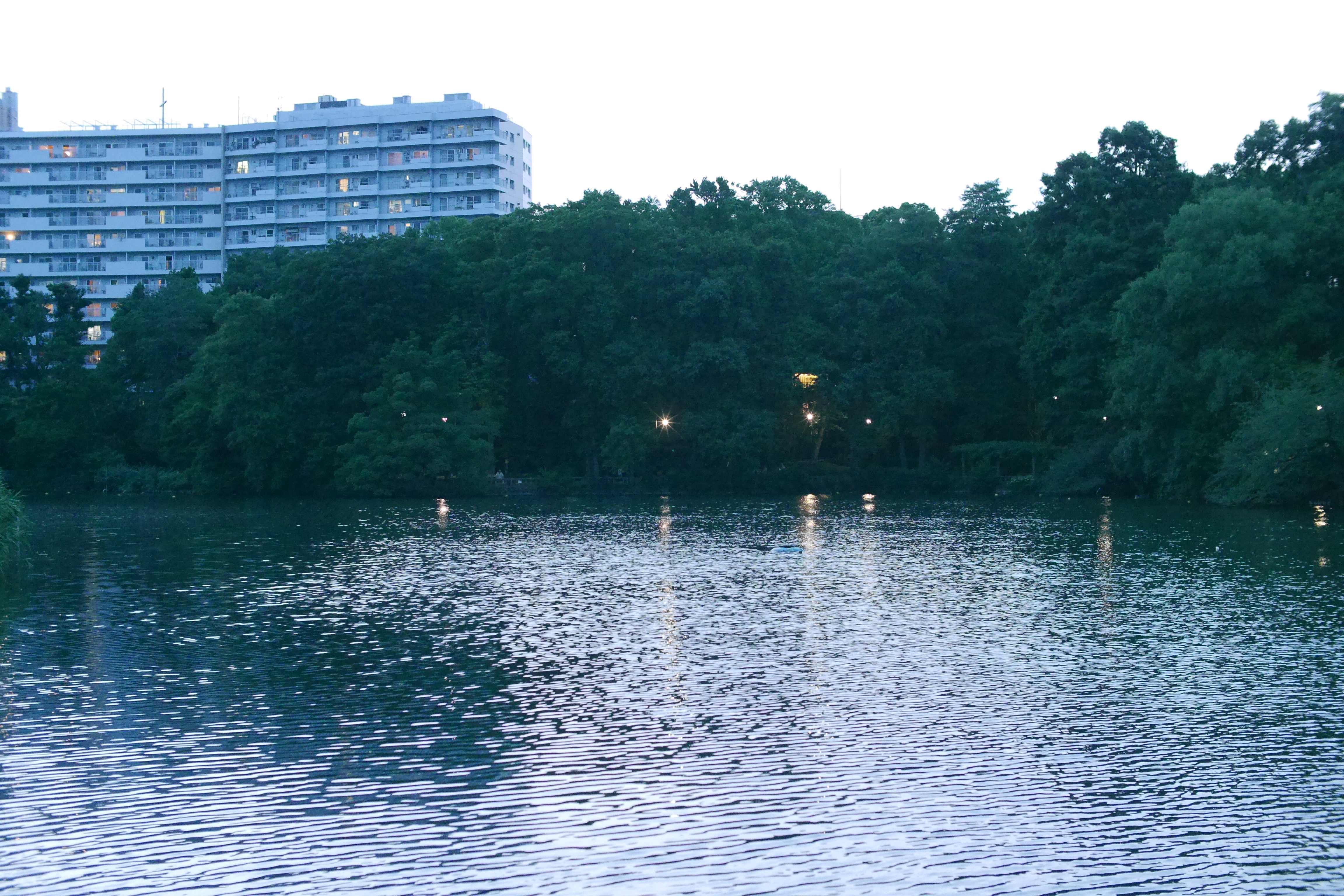 街灯が映り込む池