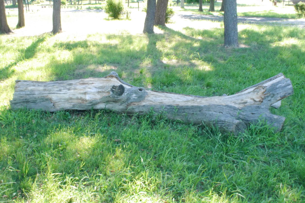 切り捨てられた木の幹