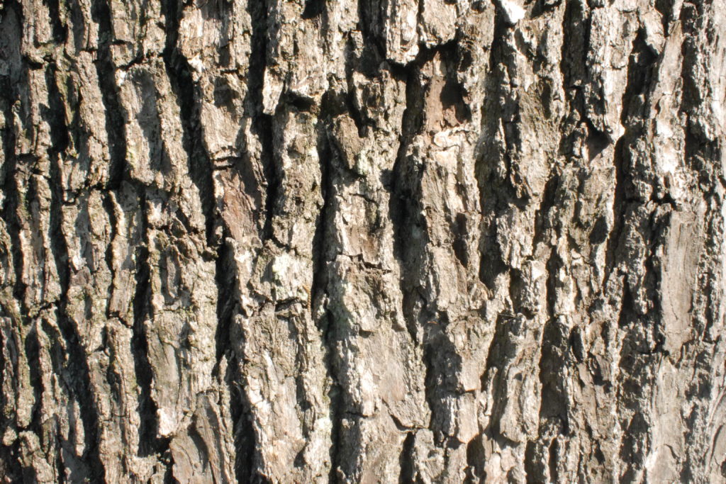 クスノキの木の表面