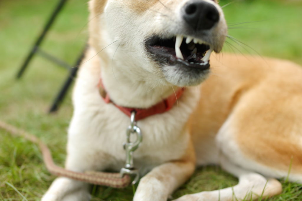 本当は怖い犬の牙の写真