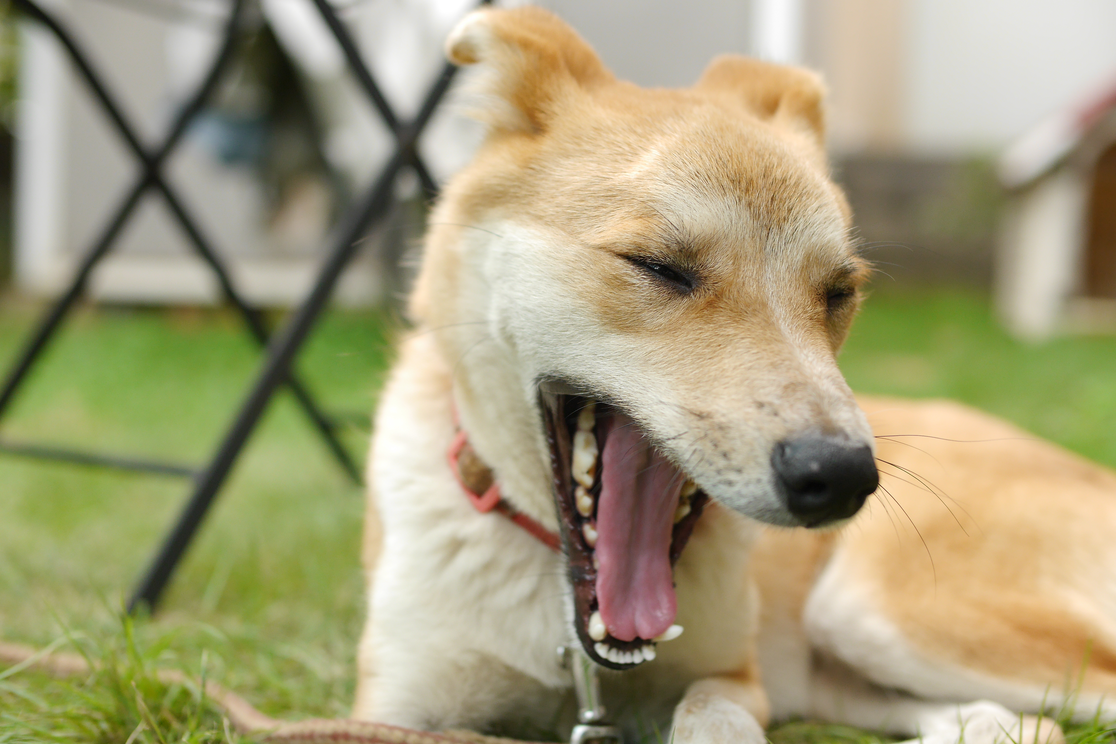 豪快なあくびをする犬