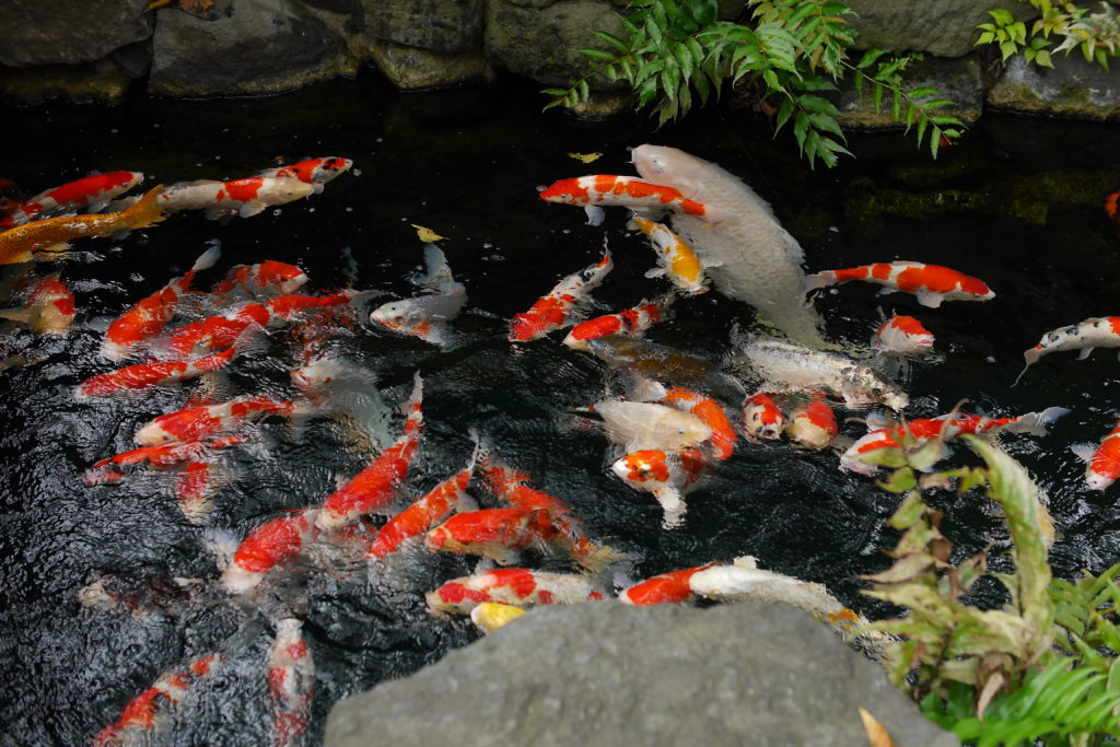 浅草寺の中庭の鯉